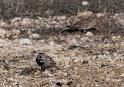 McCown's Longspur _0755